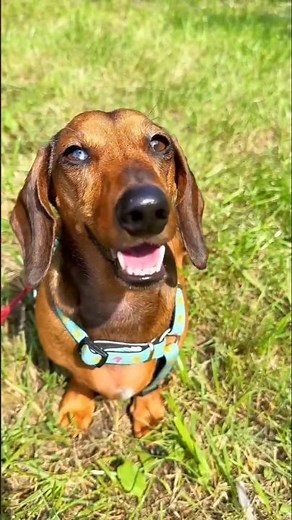 When Sonu suddenly started needing to poop in the mall #youtubeshorts #viralshort