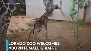 Colorado Zoo Welcomes Newborn Female Giraffe