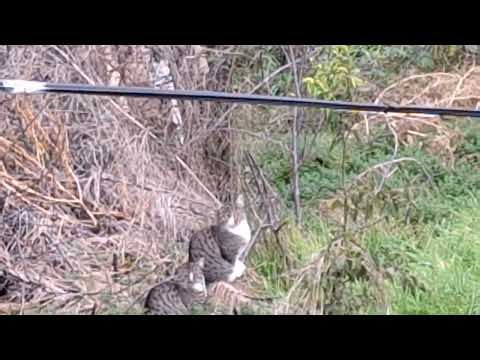 Two stray cats rest in a garden