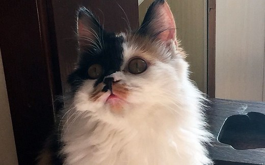 想知道猫主子有多执著吗？看这里！