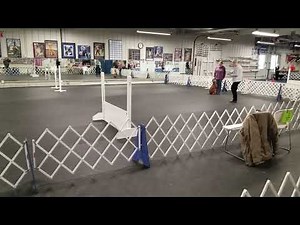 AKC obedience Utility B