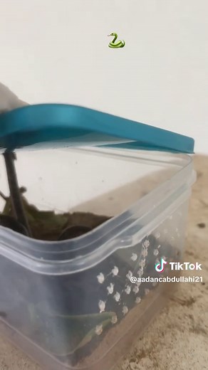 Discover Unique Somali Animals: The Black Snake