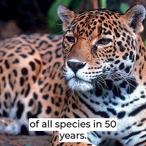1.1K views · 245 reactions | Humans wipe out two thirds of all species in 50 years time | Front Page Live | Facebook