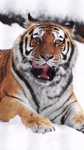 Magnificent Tiger: A Majestic Moment in the Animal Kingdom
