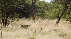 closeup of wild leopard face closeup walking in the forest. male leopard walks with tail curled. Amazing scene on safari watching wild animals. Concept of wildlife, nature, africa. Cinematic short