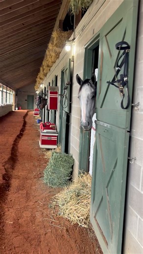 1.6K views · 65 reactions | Some of the babies have arrived!! Can’t wait to see them on the Oaklawn Hot Springs race track!! | Cedar Run Farm LLC | Facebook