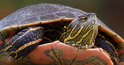 What Do Painted Turtles Eat? 20  Foods They Thrive On