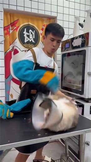 Groomer vs cat