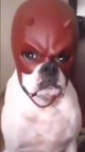 Dog with daredevil mask meme