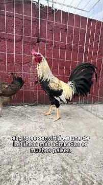 El origen del gallo Giro 🐓🔥 | Historia, genética y legado