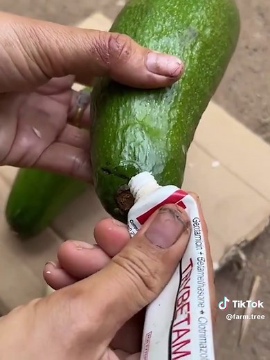 Grafting Avocado Trees for Quick Fruit Production