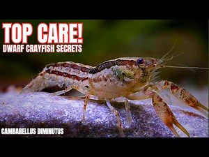 Dwarf Crab Expert Shares TOP Care Secrets for Cambarellus diminutus