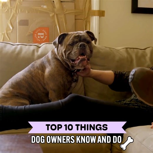 71K views · 1.2K reactions | These 10 Habits Define Good Dog Owners | Dogumentary TV | Facebook