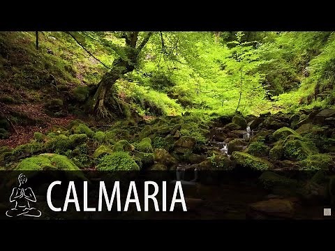 🎧 FOREST, BREAK, BIRDS ~ Running Water, Nature ~ 8 hours of sound ~ Relax, Sleep ~ ♫007