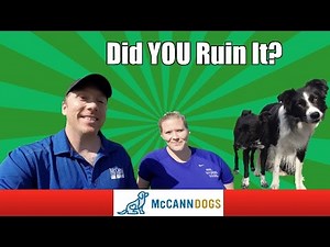 My Dog Doesn't Come When Called- How You Ruined Your Come Command