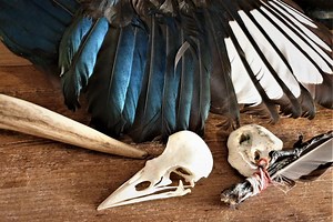 Animal Spirit Guides