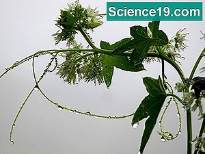 Milyen ragadozók eszik a sétapálcát? 💫 Tudományos És Népszerű Multimédiás Portál. 2025