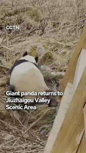 Giant panda returns to Jiuzhaigou Valley Scenic Area