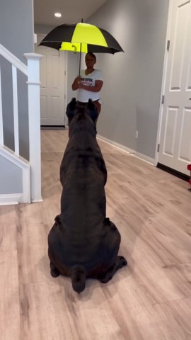 Dog can’t resist fighting mom’s new umbrella at home