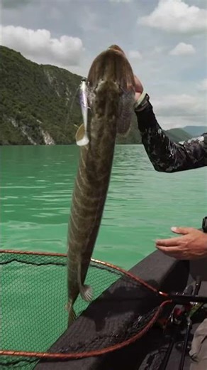 PIKE FISHING IN FRANCE 🇫🇷 #blackbayfishing