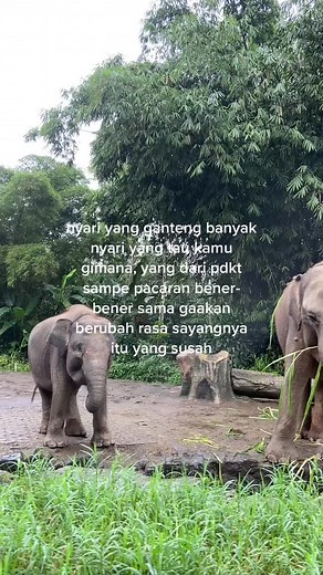 Elephants Interacting in Their Natural Habitat