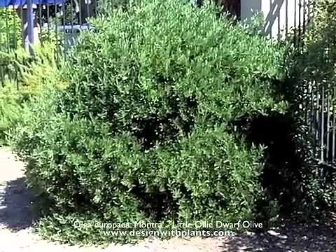 Olea europaea 'Montra' - Little Ollie Dwarf Olive