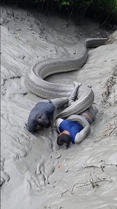 অজগর সাপের আক্রম# short #animal #foryou