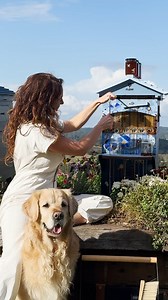 645K views · 10K reactions |  Make this spring the one you finally start beekeeping with the new Flow Hive 2 ThermoGrade™ Why it’s perfect for your hive this season: ✔️ Lightweight for easier lifting ✔️ Naturally insulating for colony comfort ⏳ Offer ends soon – get set up this spring!  Shop the launch offer now: Link in bio #ThermoGradeTM #FlowHive | Flow Hive | Facebook