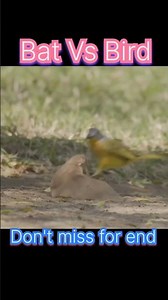 Injured Bat Tries Fighting Off Angry Bird...#trending #animals #bat #birds #shorts #viral #wildlife