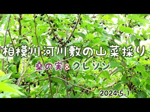 相模川河川敷の山菜採り 桑の実＆クレソン 2024.5.12