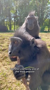 19K views · 224 reactions | Monkey Forest is home to big characters in little packages, and Kiwi our smallest female is a Zookeeper favourite. Join the troop this weekend as we celebrate world primate day with special talks, games, crafts and competitions. | Whipsnade Zoo | Facebook