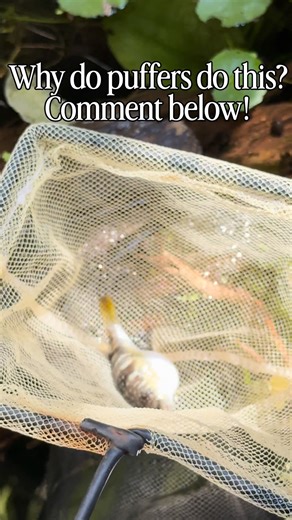 Why do puffers perform puffing!!! If you know comment below!!! No fish was harmed during this!!!! . . . . . . . . . . . . #aquarium #fish #aquascape #fishtank #aquariumhobby reef aquascaping aquariumfish freshwateraquarium aquariums plantedtank aquariumlife tropicalfish reeftank plantedaquarium fishkeeping nature cichlids freshwater aquariumsofinstagram cichlid bettafish natureaquarium coral aquascaper ikanhias betta saltwateraquarium reefaquarium freshwaterfish | MohammadAli Mhetar