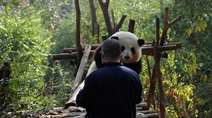 Panda climbs high and stands straight just to eat Nanny Tan’s apple slices. (He Hua) #HiPanda #ChengduPandaBase #BestJobInTheWorld For more panda information, please check out: https://en.ipanda.com | iPanda
