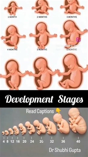 Development stages of a foetus....