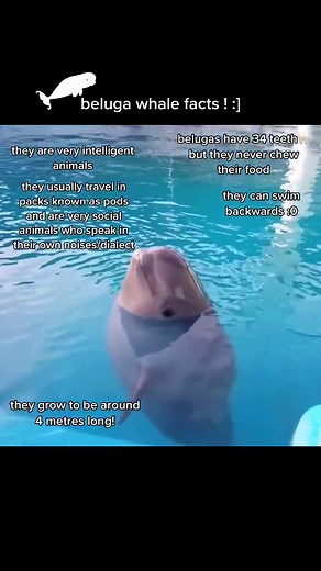 ⸜( ⌓̈ )⸝ on TikTok