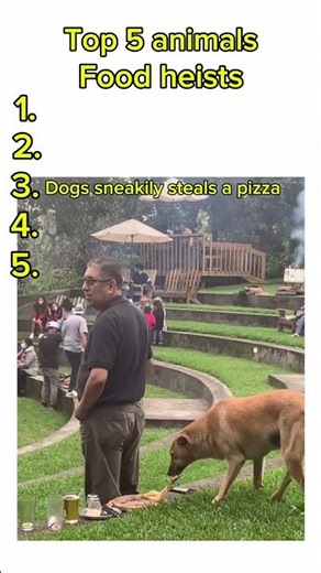 Top 5 Animal Food Heists Caught on Camera