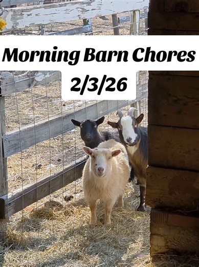 Morning Barn Chores with Corgis