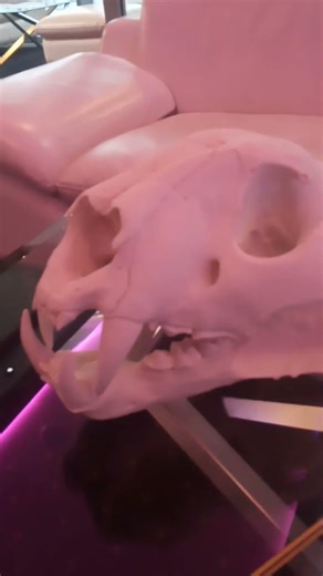 Tiger skull with a tiger beer and tiger sketch 🐯