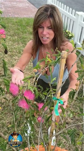 New Powder Puff tree, planted yesterday, mesmerizing today. ❤️