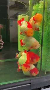 Ranchu (Carassius auratus) is a Fancy Goldfish type that was created in Japan, they are one of the oldest fancy goldfish to date. Nicknamed “King of Goldfish” by the Japanese as they are highly prized with some selling for hundreds of dollars. #aquarium #aquariumhobby #fishkeepinghobby #reelsviralシ | Hendrix backyard TV