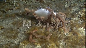 Time-lapse, Group of fireworms eat dead fish. Bearded Fireworm (Hermodice carunculata) Underwater shot. Mediterranean Sea, Europe.