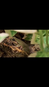 Squirrel Tree Frogs are an extremely underrated North American species. Not massive as adults and look fantastic and thrive in a planted enclosure. Not sure why they aren't more popular. We have a small group of captive bred youngsters available at the moment. #amphibians #hylasquirrela #squirreltreefrog #frogs #coasttocoastexotics | Coast To Coast Exotics Ltd | Facebook