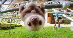 Baby Faultiere in Costa Rica unterhalten sich beim Herumklettern auf faszinierende und bezaubernde Art und Weise miteinander