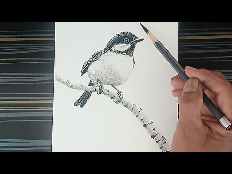 How to draw a bird sitting on branch of tree.