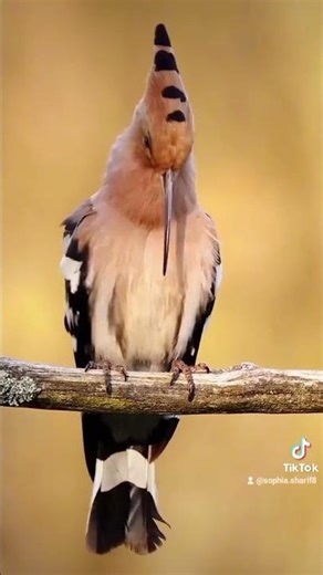 ١٠ فبراير ٢٠٢٦