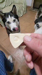 Así se toman Max y Bombón su pastilla🙈La prevención de parásitos internos es esencial para la buena salud de tus perros. Sin embargo, a menudo es difícil dar la pastilla antiparasitaria de forma segura y efectiva. Este vídeo brinda consejos prácticos y útiles para administrar pastilla antiparasitaria interna a tus perros sin problemas. Max y Bombón se la comen muy bien con un quesito. #Perros #SaludCanina #AntiparasitariosInternos #PrevenciónParásitos #CuidadoMascotas En este video hoy hablamos