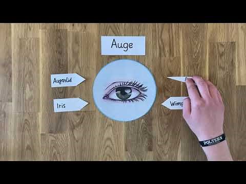 Der Aufbau des Auges // Grundschule // Klasse 3