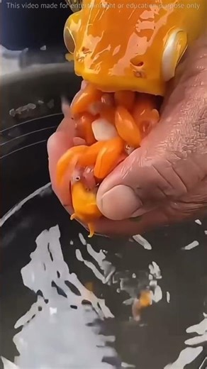 The Fish That Gives Birth… From Its Mouth #shorts