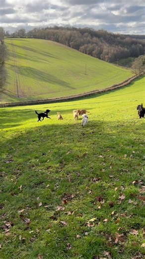 Late lunchtime walk with Sunday, Thembi, Ernie, Fozzie, Lenny and Molly. | Loopy Lu’s