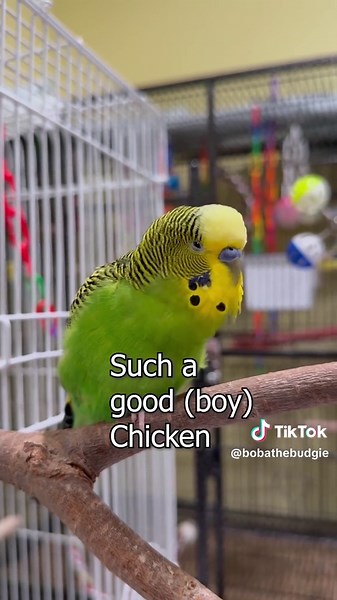 Good Morning Mighty Squawk! - Boba the Budgie - Talking Parakeet #talkingbudgie #parakeet #budgiesounds #talkingparakeet #petbird #budgies #budgiesoftiktok #parakeetsoftiktok #talkingbird #talkingbirds #petsoftiktok #birdsoftiktok #petsfyp #petvideos #budgie #fyp